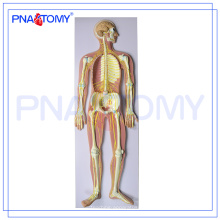 PNT-0439 Fortschrittliches anatomisches medizinisches Modell des menschlichen Nervensystems